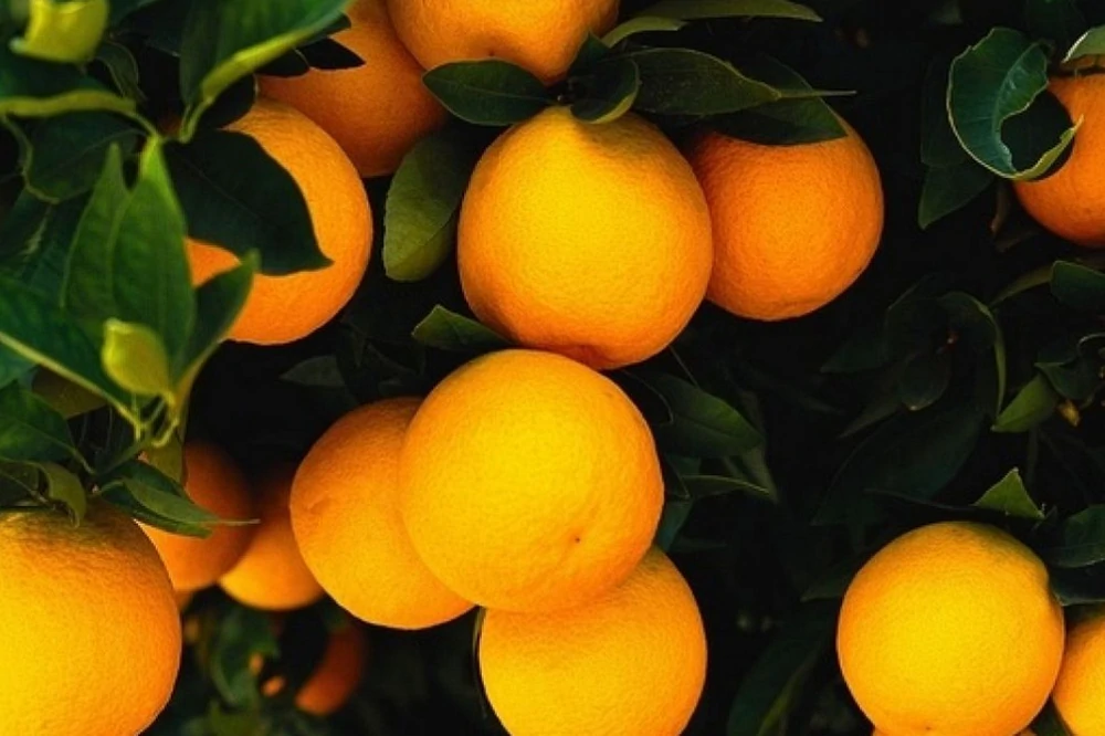 Online radionice o podnošenju Jedinstvenog zahtjeva za 2026. godinu